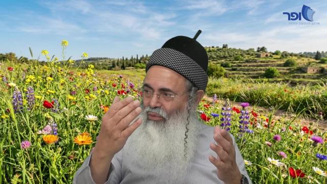 פרפראות וחדושים לפרשת כי תשא תשפ''ו - חלק ב'