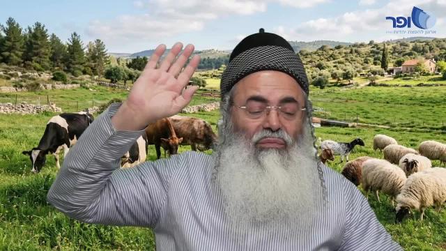 פרפראות וחדושים לפרשת צו תשפו - חלק א'