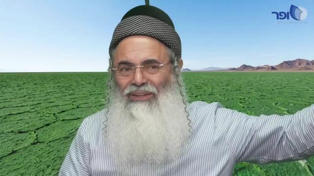 פרפראות וחידושים לפרשת כי תצא חלק ב' תשפ"ו