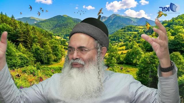 פרפראות וחידושים לפרשת כי תבוא  תשפ"ו