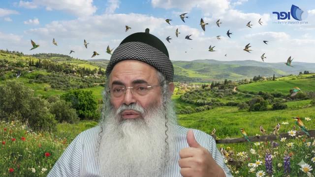 פרפראות וחידושים לפרשת כי תבוא חלק ב' תשפ"ו