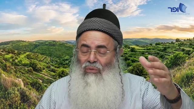 יונה במעי הדגה
