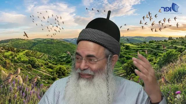 יונה במעי הדגה חלק ב'